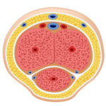 cross section of a penis-01